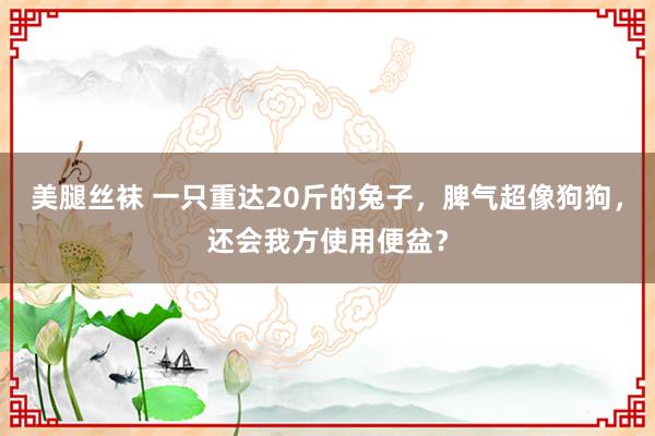 美腿丝袜 一只重达20斤的兔子，脾气超像狗狗，还会我方使用便盆？